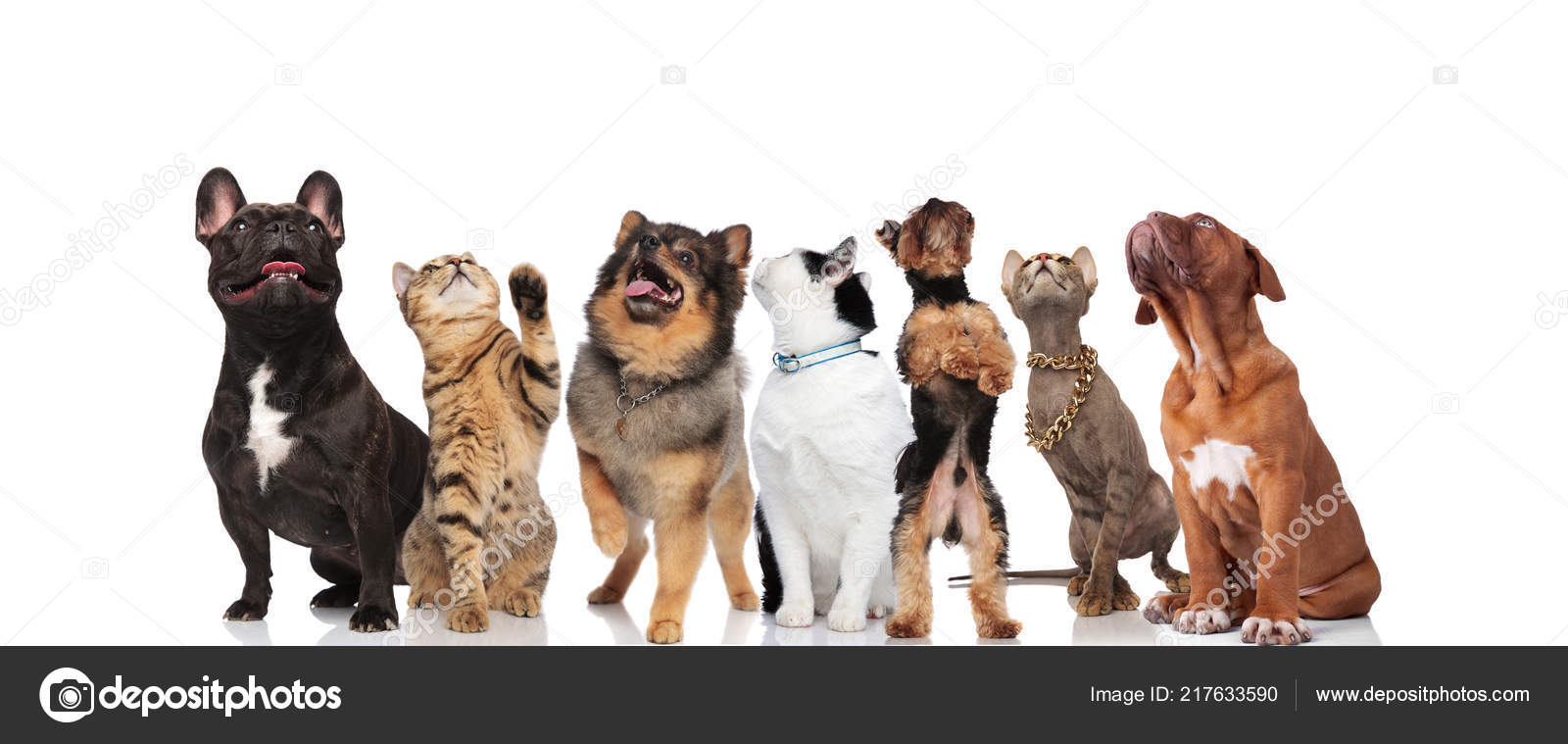 Dog Groups Seven Dog Curious Team Seven Cats Dogs Looking While