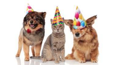 komik parti köpekler ve Doğum günü kapaklar ise ayakta ve beyaz arka plan üzerinde oturan giymiş bir kedi