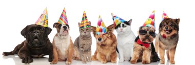 yedi parti köpek ve kedi ayakta, oturarak ve beyaz arka plan üzerinde yalan renkli kapaklar giyen şirin Grup