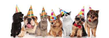 Grup yedi sevimli kediler ve köpekler oturma ve beyaz arka plan üzerinde yalan Doğum günü partisi