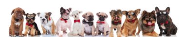 güneş gözlüğü ve ayakta, oturarak ve beyaz arka plan üzerinde yalan bowties mutlu köpek şirin Grup