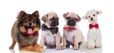 adl doğurmak süre oturan ve beyaz arka plan üzerinde yalan bowties giyen dört mutlu ve sevimli köpek