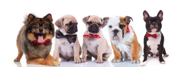 Beş güzel oturma ve beyaz arka plan üzerinde yalan giyen zarif bowties köpekler