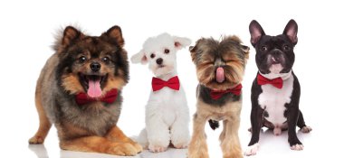 farklı cins süre ayakta, oturarak ve beyaz arka plan üzerinde yalan kırmızı bowties giyen dört zarif köpek