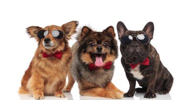 farklı cins süre oturan ve beyaz arka plan üzerinde yalan kırmızı bowties giyen üç zarif köpek