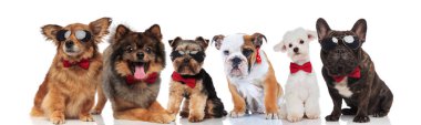 süre ayakta, oturarak ve beyaz arka plan üzerinde yalan giyen bowties grup farklı altı sevimli köpek doğurmak
