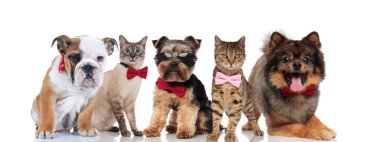 Beş sevimli kediler ve köpekler farklı cins bowties ve ayakta, güneş gözlüğü, oturma ve beyaz arka plan üzerinde yalan