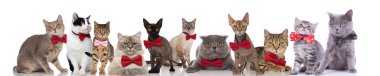 large group of cute cats wearing colorful bowties while standing, sitting and lying on white background clipart