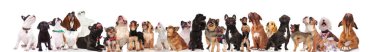 süre ayakta, oturarak ve beyaz arka plan üzerinde yalan ararken birçok farklı köpek meraklı ekibi