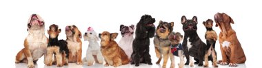 nefes nefese köpekler büyük bir grup ise ayakta ve beyaz arka plan üzerinde oturan aramak