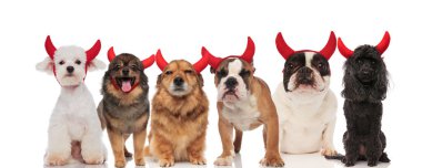 Grup farklı doğurmak süre ayakta, oturarak ve beyaz arka plan üzerinde yalan kırmızı boynuzları giyiyor komik köpek
