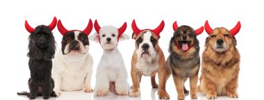 Şeytanlar duran ve beyaz arka plan üzerinde oturan Cadılar Bayramı için giyinmiş altı sevimli köpeklerin büyük takım