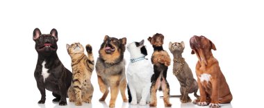 yedi kediler ve köpekler süre ayakta ve beyaz arka plan üzerinde oturan ararken meraklı takım