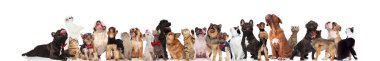 sevimli kediler ve köpekler süre ayakta ve beyaz zemin üzerine kırmızı bowties ve renkli yaka giyiyor oturma seyir büyük takım