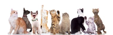 lovely large group of cats looking up to side while standing and sitting on white background clipart