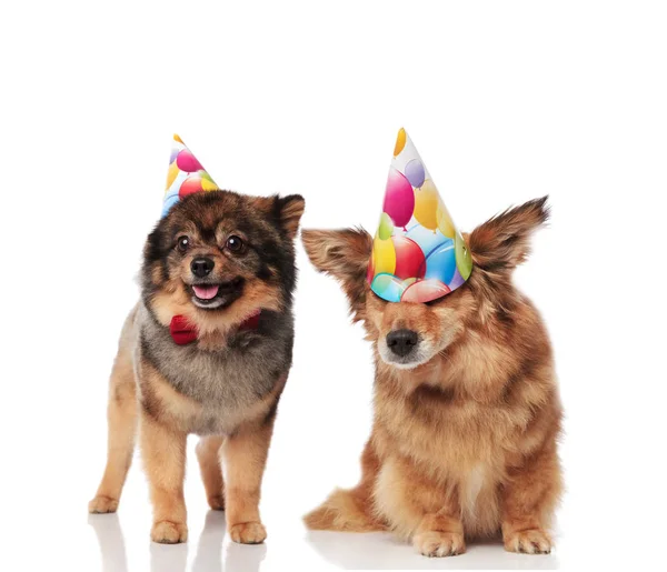 Adorable Dog Couple Wearing Colorful Birthday Hats While Standing Sitting — ストック写真