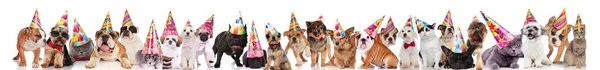 adorable team of many party pets with birthday caps standing, sitting and lying on white background