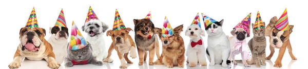 Adorables Chats Chiens Assistant Une Fête Anniversaire Debout Assis Couché — Photo