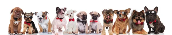 Grupo Bonito Cães Felizes Vestindo Óculos Sol Bowties Sentado Deitado — Fotografia de Stock