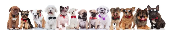 Πολλά Κομψά Σκυλιά Διαφορετικών Φυλών Φορώντας Bowties Στέκεται Κάθεται Και — Φωτογραφία Αρχείου