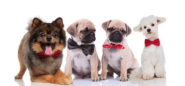 Cuatro Perros Lindos Felices Muchas Razas Que Usan Corbatas Mientras — Foto de Stock