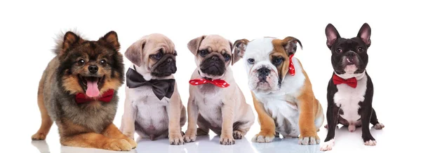 Υπέροχο Πέντε Σκύλοι Φορώντας Κομψά Bowties Κάθεται Και Ξαπλωμένος Λευκό — Φωτογραφία Αρχείου