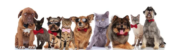 Niedliche Haustiere Verschiedener Rassen Mit Fliege Und Sonnenbrille Stehend Sitzend — Stockfoto