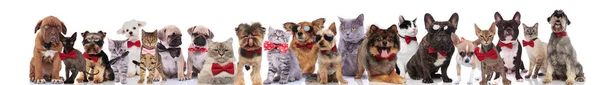Groot Team Van Katten Honden Met Strikjes Zonnebril Permanent Zittend — Stockfoto
