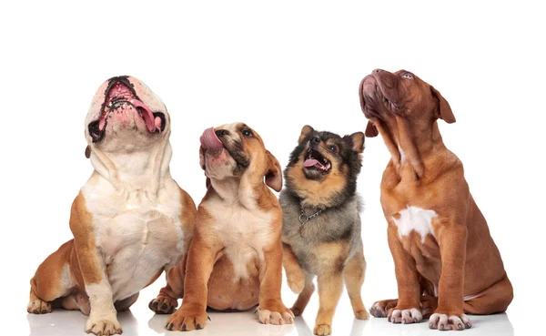 Quatro Curiosos Amigos Cão Olhando Para Cima Enquanto Sentado Fundo — Fotografia de Stock