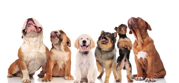 Seis Cães Ofegantes Raças Diferentes Olhando Para Cima Enquanto Sentado — Fotografia de Stock