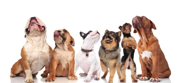 Équipe Six Chiens Mignons Races Différentes Levant Les Yeux Debout — Photo