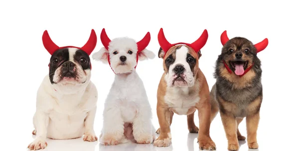 小组四可爱的狗穿着魔鬼万圣节服装站立和坐在白色背景 — 图库照片