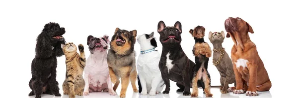 Curious Team Nine Pets Looking While Standing Sitting White Background — Stock Photo, Image