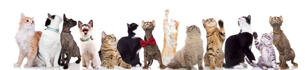 Gran Equipo Gatos Curiosos Mirando Hacia Arriba Con Las Patas —  Fotos de Stock