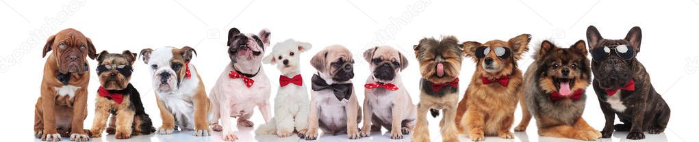 cute group of happy dogs wearing sunglasses and bowties standing, sitting and lying on white background