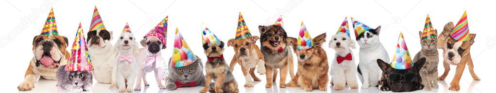 group of many funny pets wearing birthday hats while standing, sitting and lying on white background