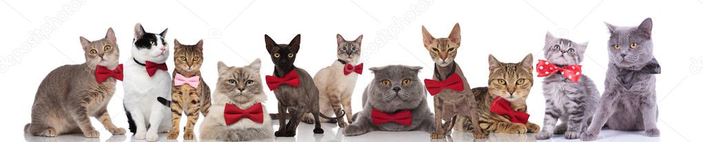 large group of cute cats wearing colorful bowties while standing, sitting and lying on white background