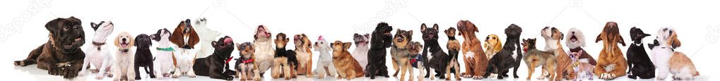adorable large team of curious dogs standing and sitting on white background and looking up. They are wearing colorful collars and red bowties