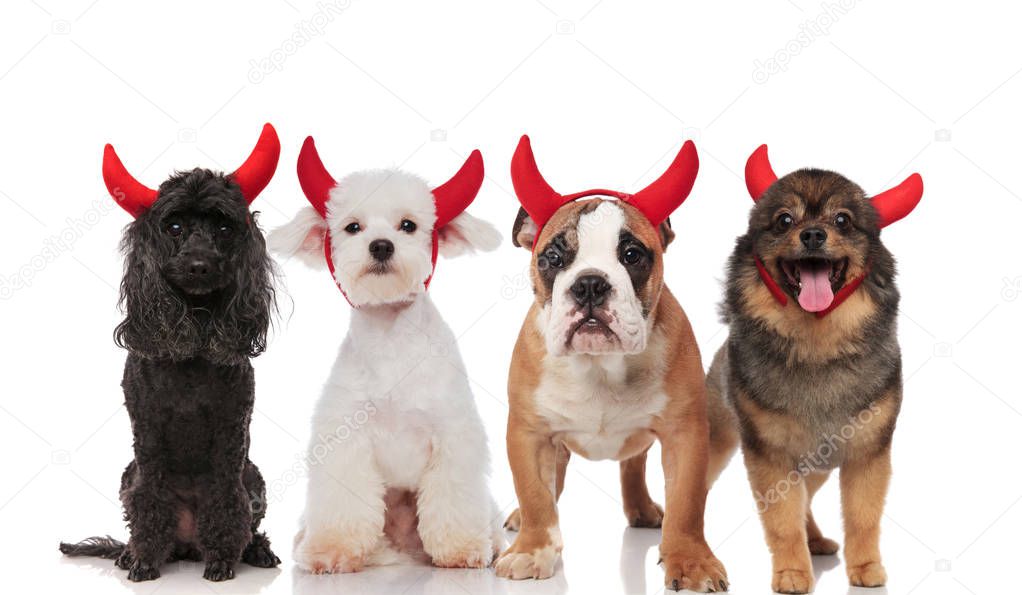 lovely group of four cute dogs dressed as devils standing and sitting on white background, wearing red horns