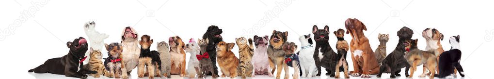 large team of cute cats and dogs looking up while standing and sitting on white background, wearing red bowties and colorful collars