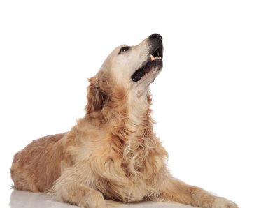 Beyaz arka plan üzerinde dinlenme ve tarafa bakarken şirin altın geri almak