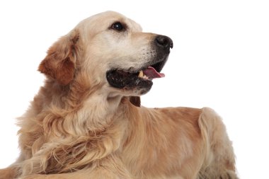 Beyaz arka plan üzerinde yalan tarafına bakarak merak nefes nefese labrador, yakın çekim