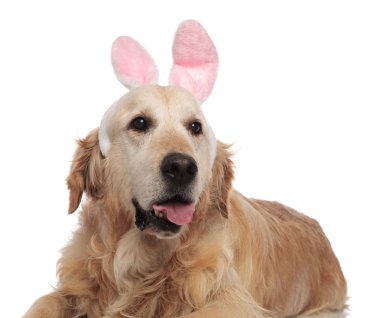 meraklı yalancı tavşan labrador tarafına beyaz arka plan üzerinde seyir, yakın çekim