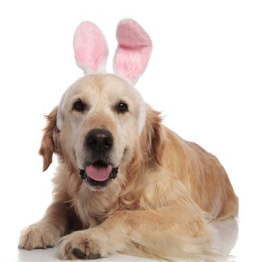 Beyaz arka plan üzerinde yalan ve nefes nefese pembe tavşan kulakları giyen sevimli labrador