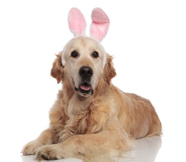 Beyaz arka plan üzerinde yalan tarafına Paskalya bunny kostüm giyen sevimli golden retriever benziyor