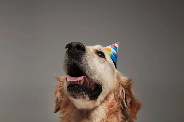 Head Happy Birthday Golden Retriever Panting Looking While Standing Grey — Stock Photo, Image