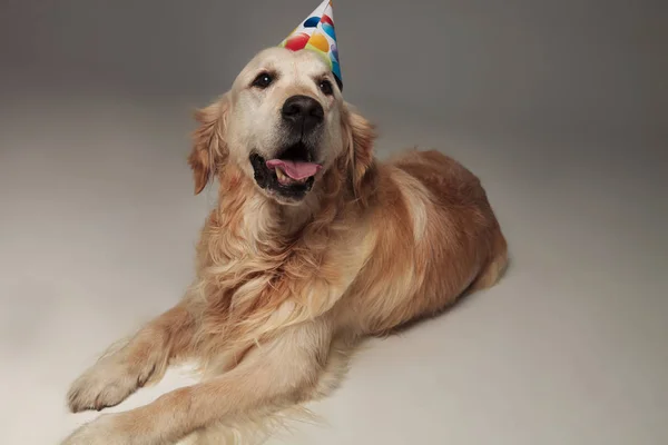 Bonito Golden Retriever Vestindo Chapéu Aniversário Encontra Fundo Cinza Olha — Fotografia de Stock