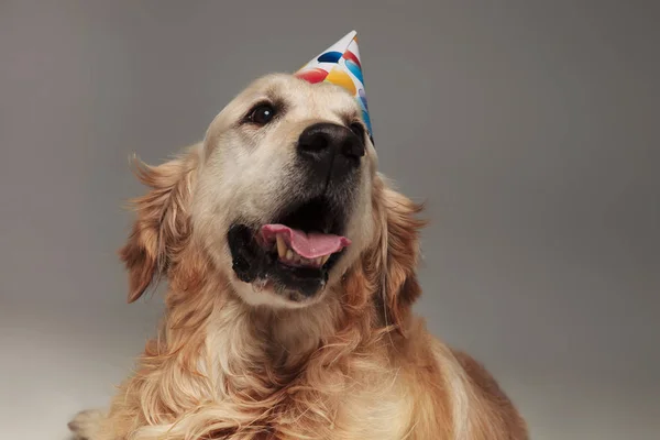 Chef För Bedårande Flämtande Labrador Med Födelsedag Hatt Tittar Upp — Stockfoto