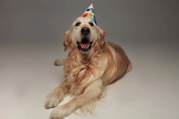 Urocza Labrador Szarym Tle Dysząc Jej Przyjęcie Urodzinowe — Zdjęcie stockowe