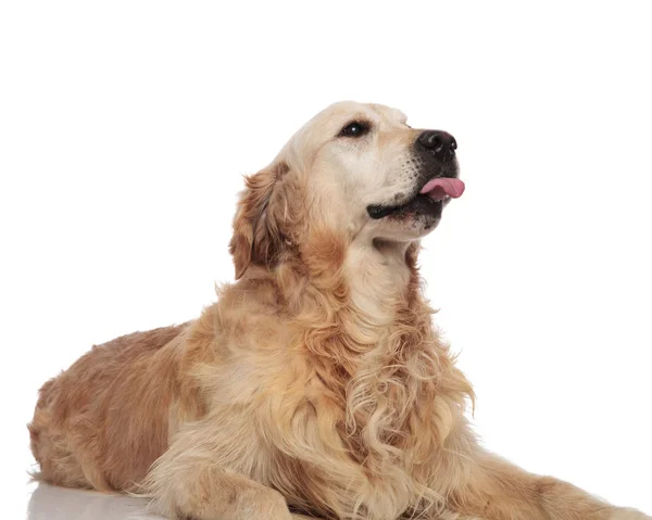Adorable Golden Retriever Tongue Exposed Lies White Background Looks Side — Stock Photo, Image